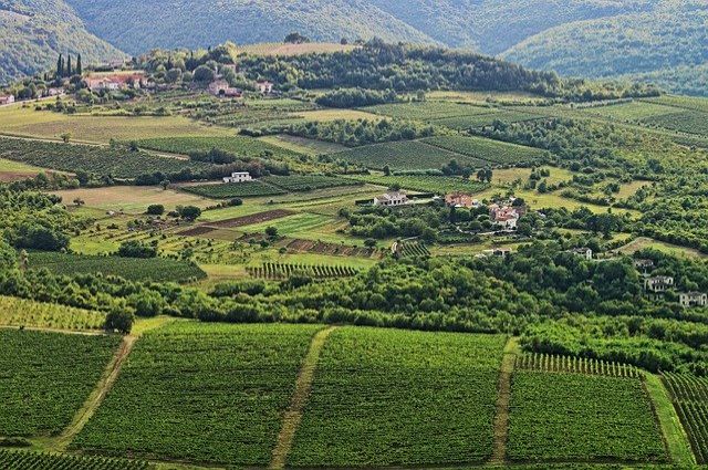 vineyard-wine-tour-istria-croatia-hum-motovun-groznjan